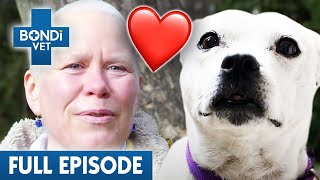 Dog and Owner Battle Cancer Together 💔  Bondi Vet Coast to Coast Season 3  Full Episode [upl. by Gusty]