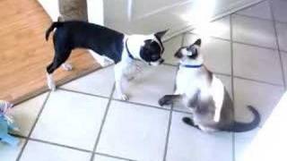 Boston Terrier Puppy Vs Siamese Cat [upl. by Harbour]