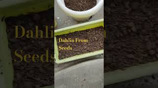 How to Grow Dahlia from SeedsBeejwalacomMix Dahliashortsdahlia trendingshorts [upl. by Asille895]