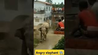 Angry elephant 🐘elephant elephantattack2024funnyanimal funnyହାତୀ danceytshorts dangerousarmy [upl. by Odlamur491]