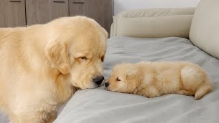 What Does A Golden Retriever Do When It Finds A Sleeping Puppy [upl. by Baalman671]