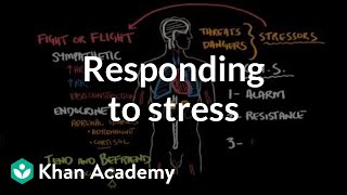 Responding to stress  Processing the Environment  MCAT  Khan Academy [upl. by Adnirem]