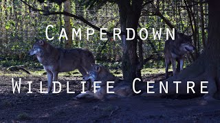 Camperdown Wildlife Centre [upl. by Ramsa]