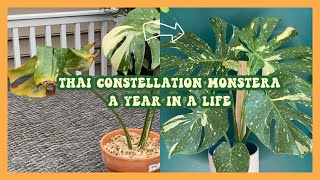 Thai Constellation Monstera imported from Thailand A Year in a Life [upl. by Giah]