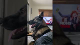 Police dog reacts to shopping list Shorts [upl. by Johan]