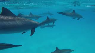 Marsa Alam Egypt Dolphin Freediving [upl. by Dnalyaw204]