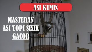 Burung Asi Kumis Gacor Dor  Branjangan Javanica [upl. by Novyak]