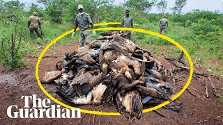 How unintentionally poisoning vultures is killing humans  Its Complicated [upl. by Ahders738]