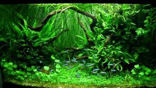 Planted Aquarium by Jacek Debski part 1 [upl. by Anirtal476]