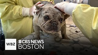 Purebred dogs rescued from quotovercrowdedquot conditions up for adoption in Massachusetts [upl. by Ayiotal]