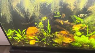 Update on Fancy Goldfish Planted Tank [upl. by Nirak]