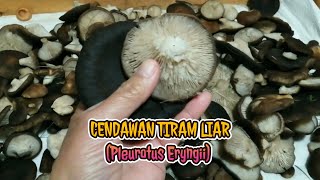 VLOG35BCJLCENDAWAN TIRAM LIARPLEUROTE DE PANICAUT PLEUROTUS ERYNGII [upl. by Sllew]