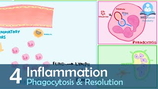 Phagocytosis and Resolution of Acute Inflammation [upl. by Donal788]