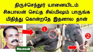 திடீர் திருப்பம் திருச்செந்தூர் யானை 2 பேரை கொன்றதே இதனா‌ல தான் Tiruchendur elephant news tamil [upl. by Sinoda]