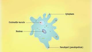 Nutrition in Amoeba  Macmillan Education India [upl. by Nedi932]