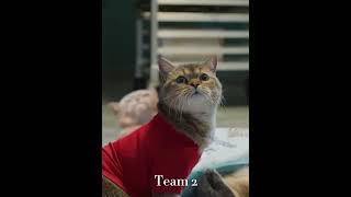 aaronsanimals edit cats teams [upl. by Dareen340]