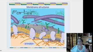 glycolipids [upl. by Seditsira]