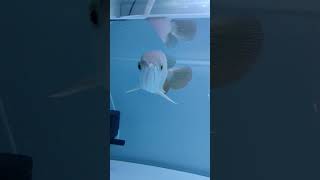 Arowana Fish Feeding  Best Food For Arowana Fish [upl. by Enamart]