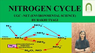 NITROGEN CYCLE  Biogeochemical Cycle  By Rakhi Tyagi [upl. by Sterner]