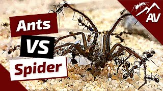 Camponotus Nicobarensis ANTS VS BIG SPIDER [upl. by Hannaoj116]