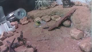 🐜 Arena Day 1472 1 Messor Barbarus Ant Farm Video Diary [upl. by Ueik]