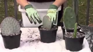 Planting Opuntia Pads [upl. by Ellebyam710]