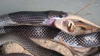 Rắn khuyết đai  Lycodon subcinctus  Banded Wolf Snake eating [upl. by Adnor586]