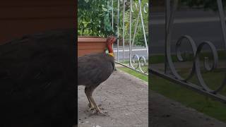 Brush Turkey joined the party 🦃foryou viralvideo BrushTurkey ❤️😍🦃🦃 [upl. by Borchert]