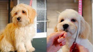 Puppy Maltipoo First Time Grooming [upl. by Htebi]