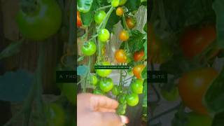 THIS VINE IS LOADED WITH RIPENING CHERRY TOMATOES shorts [upl. by Rechaba]