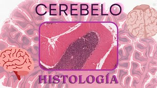 Histología de Cerebelo [upl. by Eirolam]