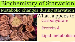 Biochemistry of Starvation  Metabolism during Starvation  Metabolic changes during Starvation [upl. by Ydahs]