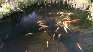 Gartenteich mit Koi Sterlet und Regenbogenelritze [upl. by Cogn]