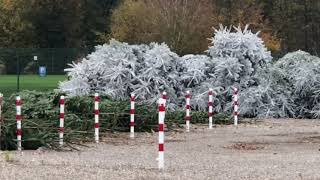 Europa Park Weihnachts bäume werden weiß lackiert für den Park update 6112018 [upl. by Edda740]