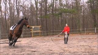 Lunging with Ultimate Bitless Bridle [upl. by Angi]