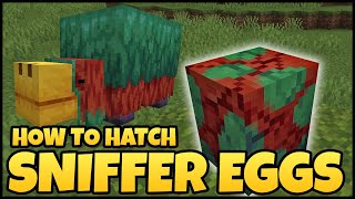 How To Hatch SNIFFER EGGS In MINECRAFT [upl. by Maximilian]