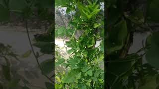 Aprajita plant tips  garden  tirnding  viral  youtube shorts [upl. by Ueik]