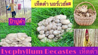 เห็ดดำ Gråknippesopp Lyophyllum Decastes by PoohDamคนรักเห็ดดำ [upl. by Ignatius]