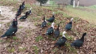 Muscovy ducks flying [upl. by Iemaj]