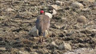 RedNaped Ibis 09 04 24 S Mhrn Lake 5 [upl. by Iliram992]