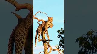 Why Leopards Are The Most Fascinating Big Cat [upl. by Oirasec]