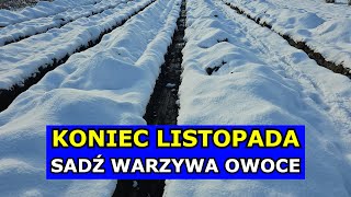 KONIEC LISTOPADA to Świetny Termin na Sadzenie Warzyw i Owoców Co siać sadzić w Listopadzie Grudniu [upl. by Onailil]