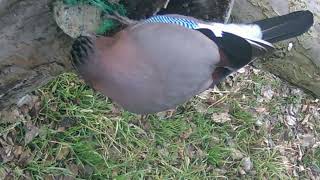 IN FRONT OF WILDLIFE CAMERAS  Eurasian jay at an old apple tree bird food [upl. by Idram363]