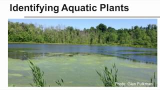 Identifying Aquatic Plants [upl. by Durning784]