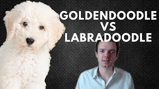 Goldendoodle vs Labradoodle  Choosing a Puppy [upl. by Eimorej]