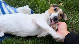 Relaxation and chill with Jack Russell Terrier Footage [upl. by Akkin]