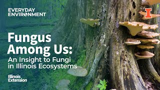 Fungus Among Us An Insight to Fungi in Illinois Ecosystems [upl. by Malone]