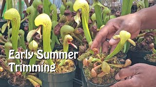 Trimming Darlingtonia Pitchers in Early Summer [upl. by Nnaacissej]