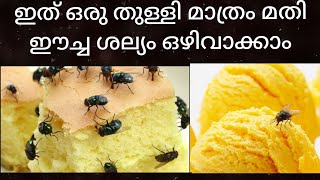 ഈച്ചയെ വീട്ടിൽനിന്ന് അകറ്റാം  how to get rid of House flies naturally [upl. by Scrivens]