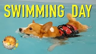 SWIMMING DAY  Topi the Corgi [upl. by Reisinger449]